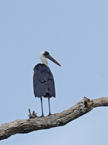 African Woolly-necked Stork
