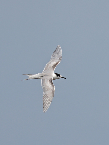 Common Tern