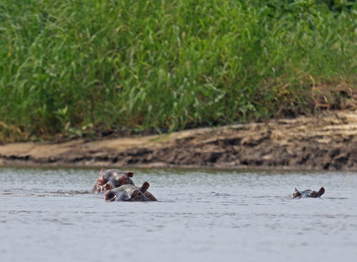 Common Hippopotamus