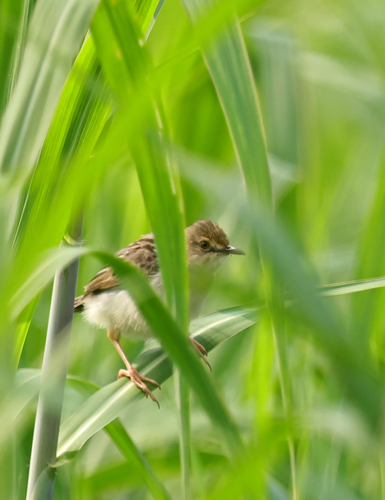 Winding Cisticola