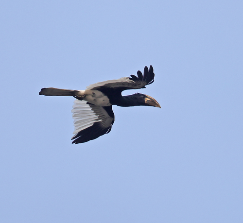 Piping Hornbill