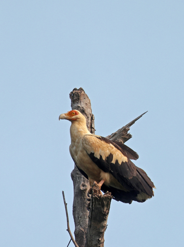 Palm-nut Vulture