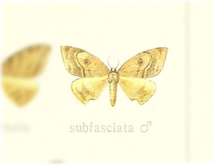 Coeluromima subfasciata