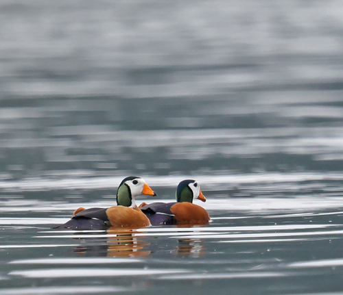 African Pygmy-Goose