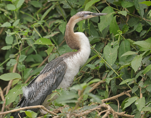 African Darter