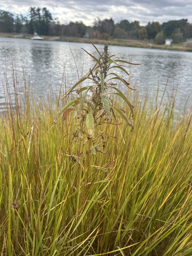 Tidalmarsh Amaranth (Amaranthus cannabinus)