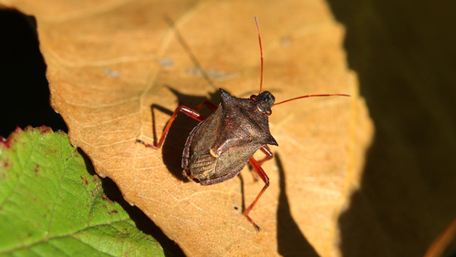 Picromerus bidens