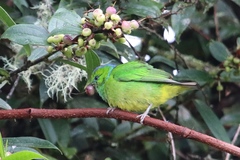 Chlorophonia callophrys