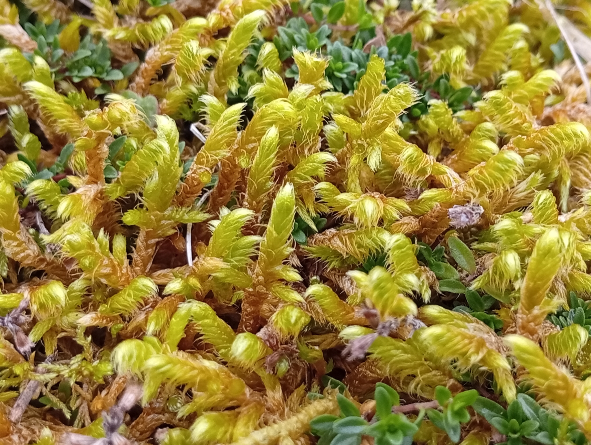 Rhytidium rugosum