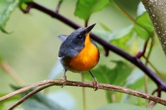 Oreothlypis gutturalis