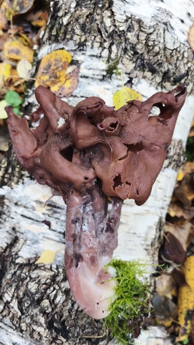 Наблюдение на iNaturalist
