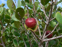 Diospyros rotundifolia