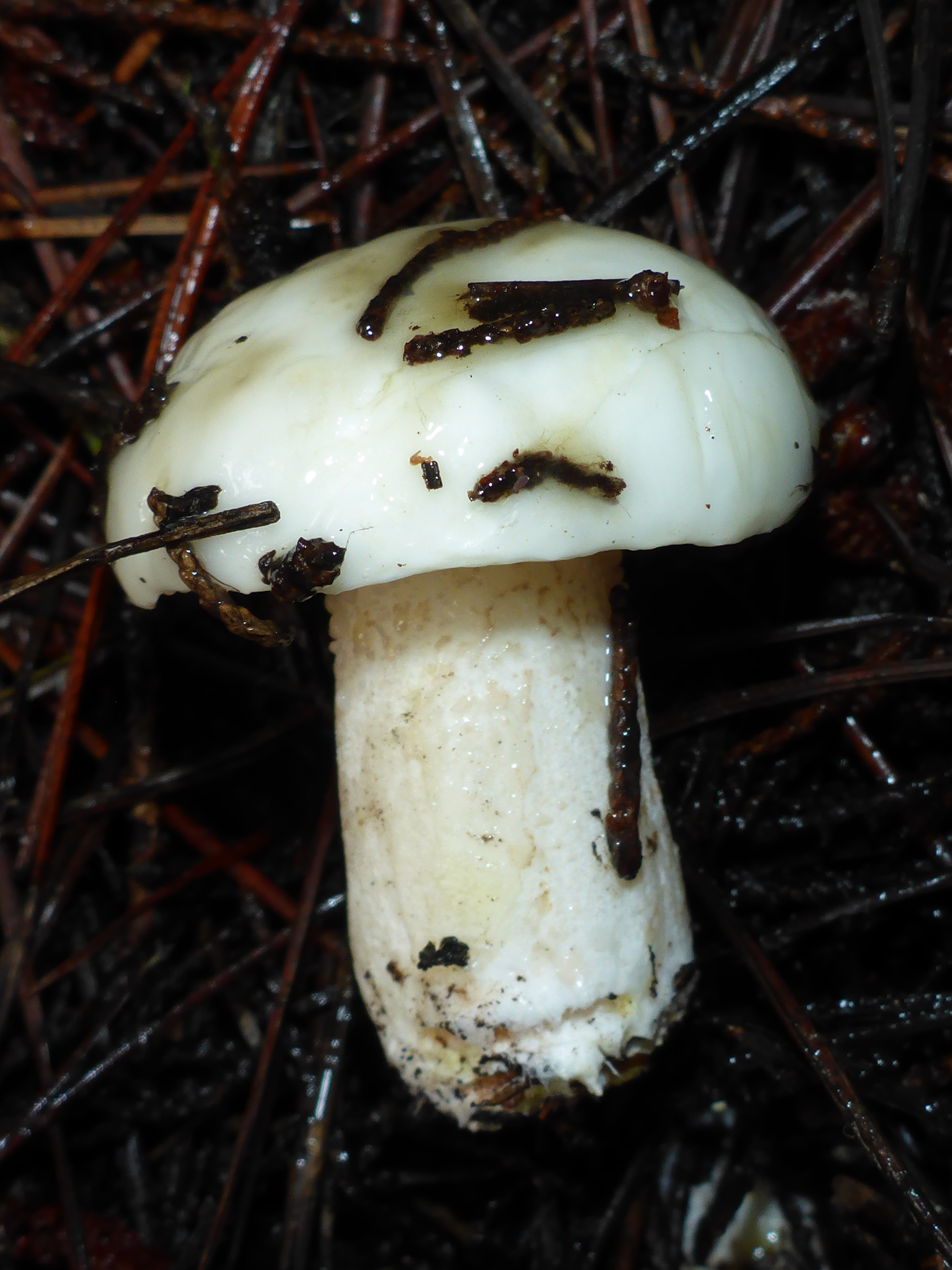 Suillus pungens image