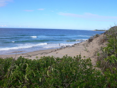 Diospyros rotundifolia