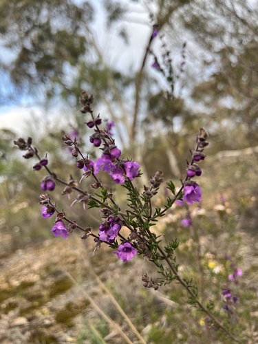 Prostanthera denticulata