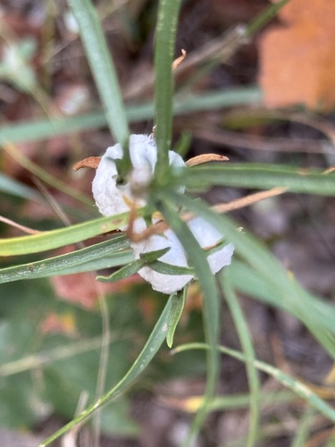 Unknown species found near Fishers Peak Pkwy, Trinidad, CO, US