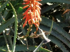 Cynanthus