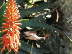 Cynanthus