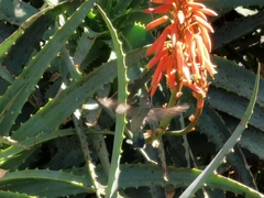 Cynanthus
