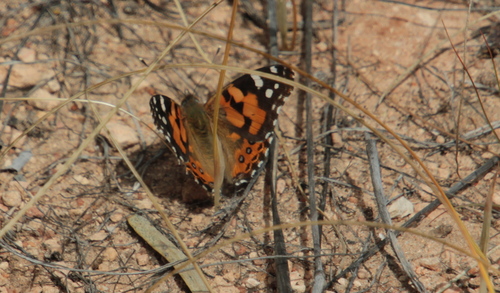 Australian Painted Lady