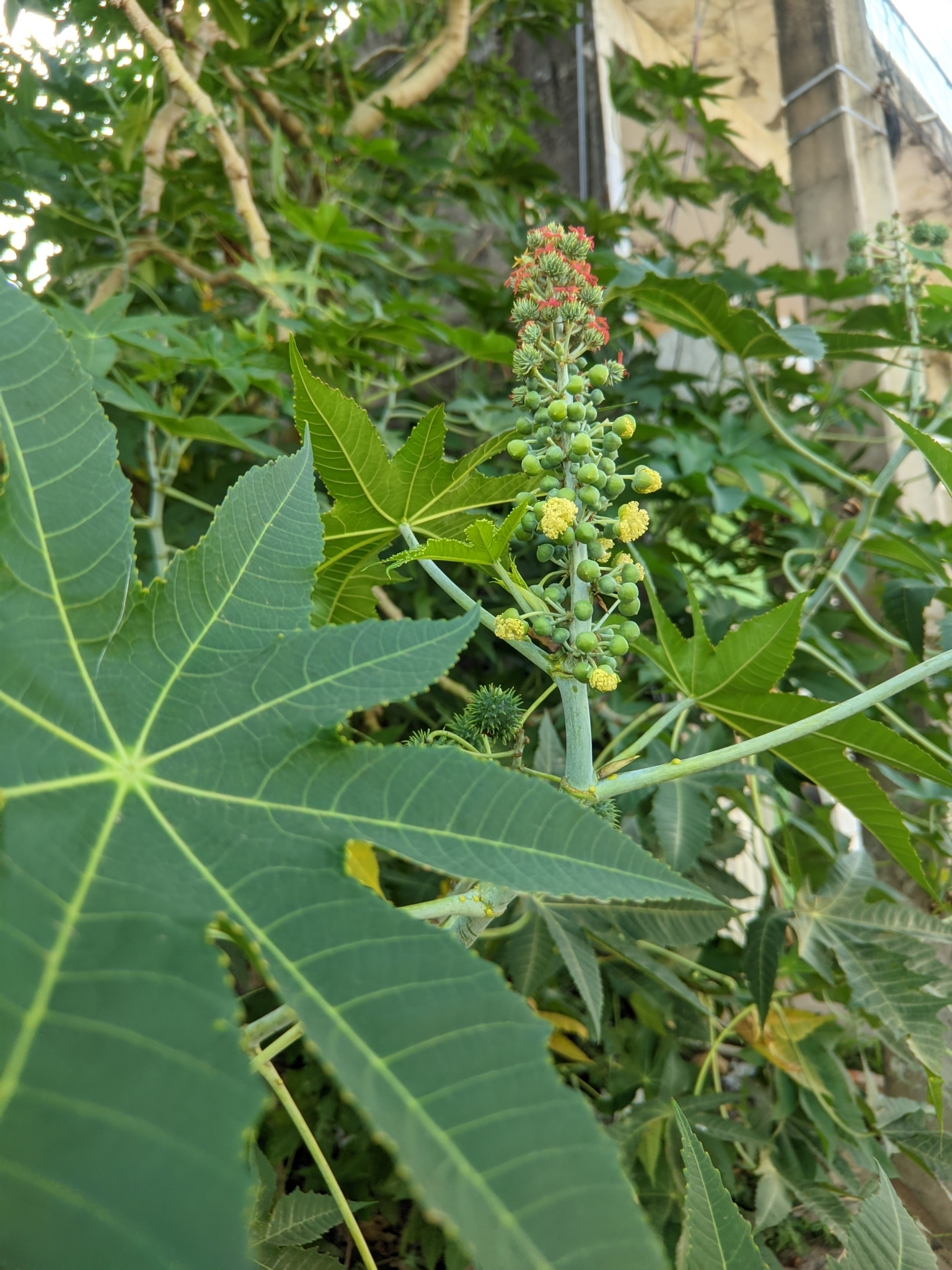 Ricinus communis