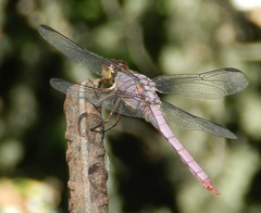 Orthemis macrostigma