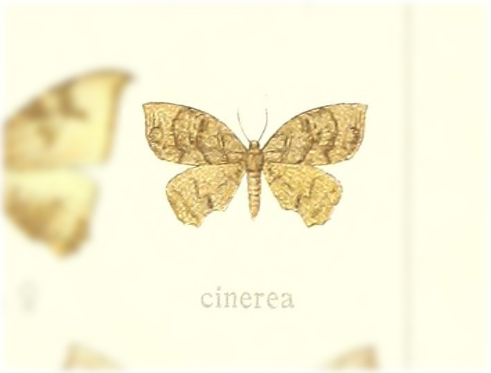 Syngria cinerea