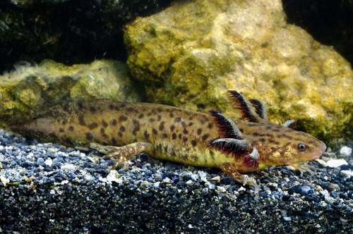 Taylor's Salamander