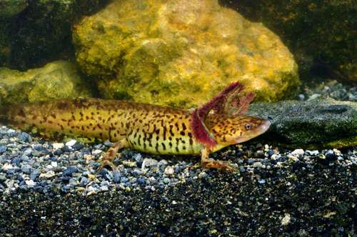 Taylor's Salamander - Photo (c) Sebastian Voitel, some rights reserved (CC BY-NC-SA)