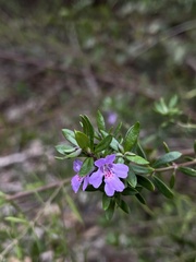 Westringia glabra