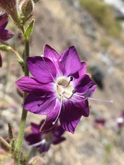 Malesherbia linearifolia
