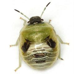 Kermana imbuta