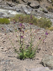 Malesherbia linearifolia