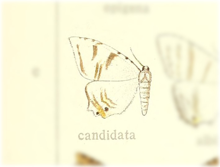 Syngria candidata