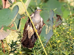 Cuculus optatus