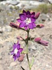 Malesherbia linearifolia
