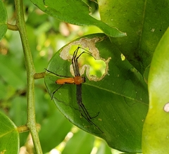 Tapinillus