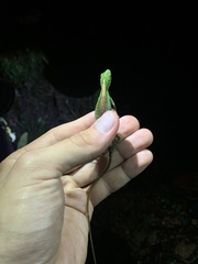 Anolis gemmosus