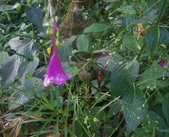 Strobilanthes hamiltoniana