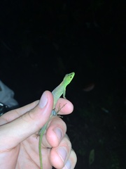 Anolis gemmosus