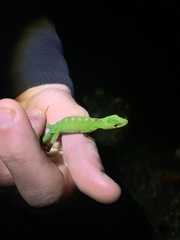 Anolis gemmosus