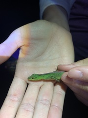 Anolis gemmosus