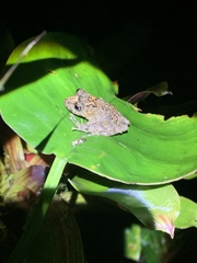 Pristimantis labiosus
