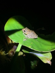 Pristimantis labiosus