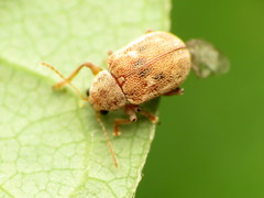 Demotina modesta