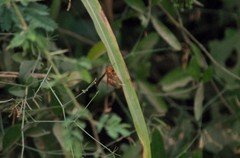Polistes arizonensis