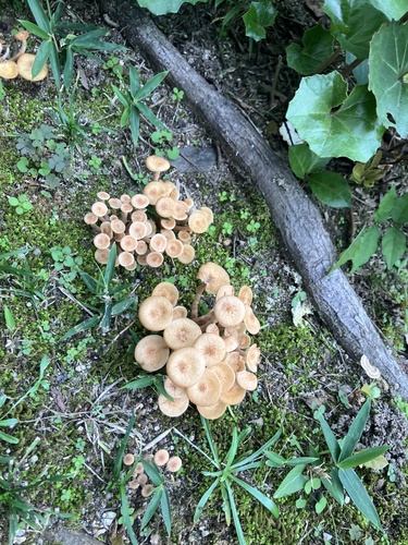 Desarmillaria tabescens