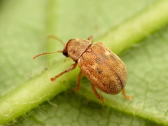 Demotina modesta