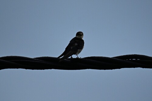 Ethiopian Swallow