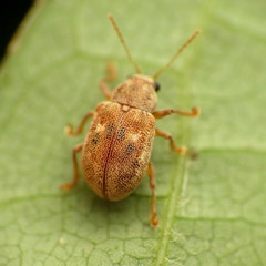 Demotina modesta